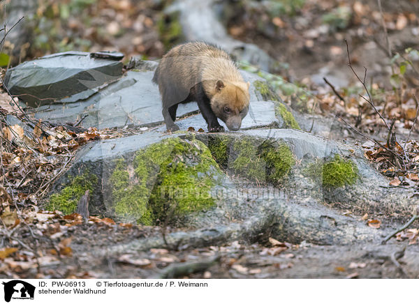 stehender Waldhund / standing Bush Dog / PW-06913