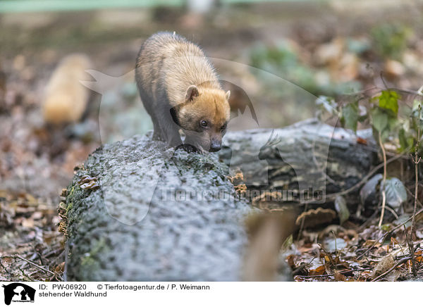 stehender Waldhund / PW-06920