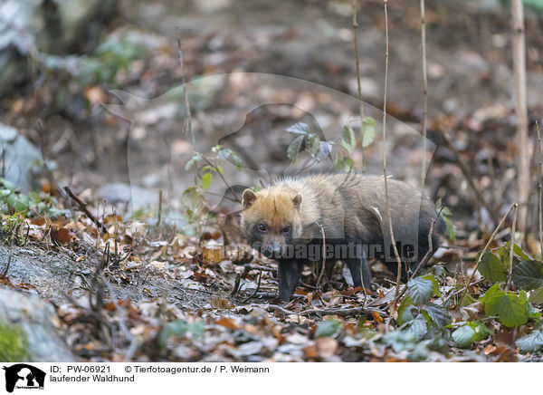 laufender Waldhund / walking Bush Dog / PW-06921