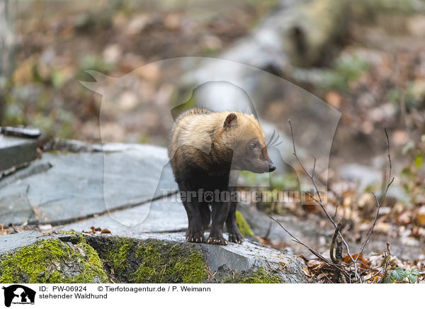 stehender Waldhund / PW-06924