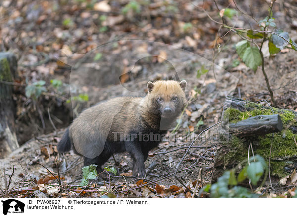 laufender Waldhund / walking Bush Dog / PW-06927