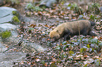 laufender Waldhund