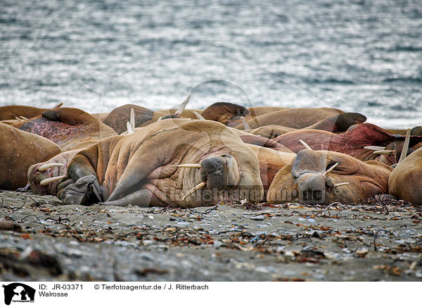Walrosse / walruses / JR-03371