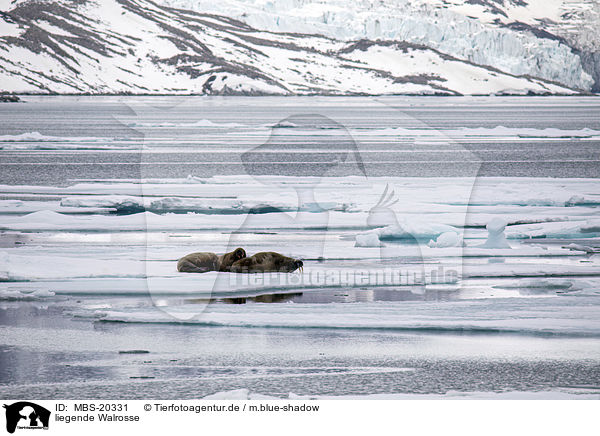 liegende Walrosse / lying Walruses / MBS-20331