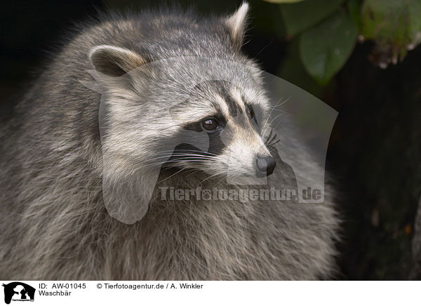 Waschbr / coon / AW-01045