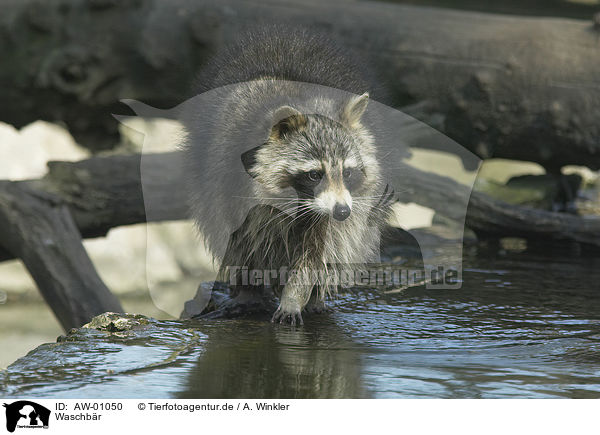 Waschbr / coon / AW-01050