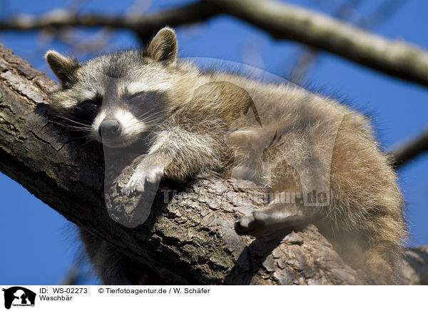 Waschbr / raccoon / WS-02273