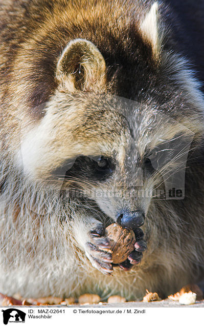 Waschbr / northern raccoon / MAZ-02641