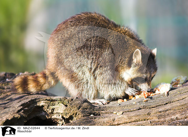 Waschbr / northern raccoon / MAZ-02644