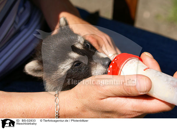 Waschbrbaby / northern raccoon baby / BS-02833