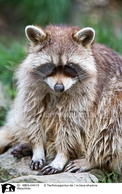 Waschbr / northern raccoon / MBS-04010