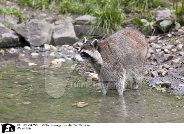 Waschbr / northern raccoon / WS-04750