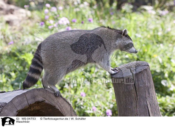 Waschbr / northern raccoon / WS-04753
