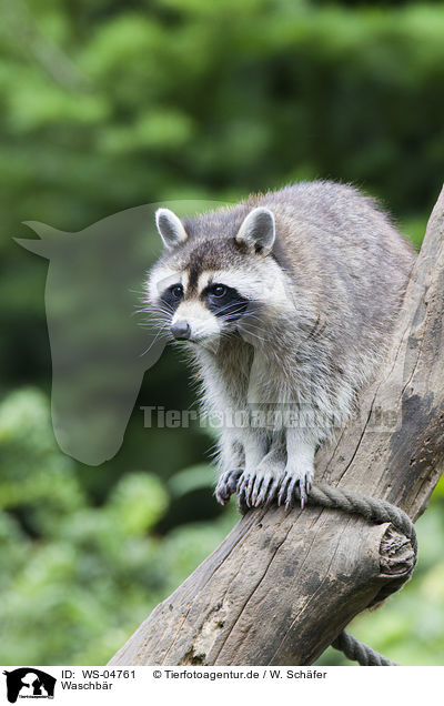 Waschbr / northern raccoon / WS-04761