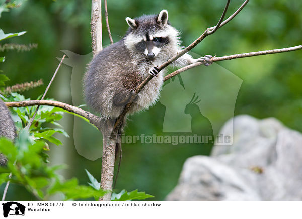 Waschbr / northern raccoon / MBS-06776
