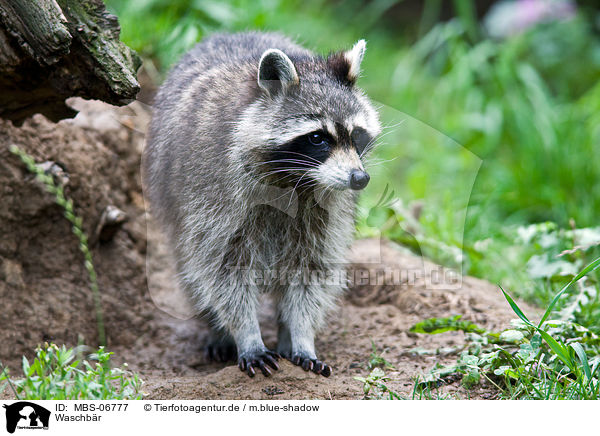 Waschbr / northern raccoon / MBS-06777