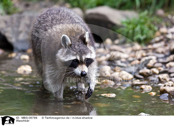Waschbr / northern raccoon / MBS-06788