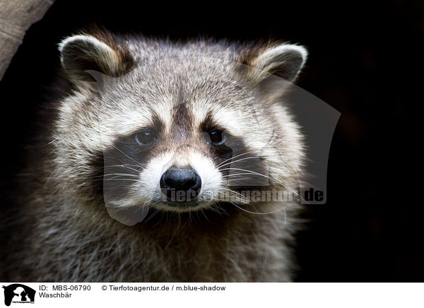 Waschbr / northern raccoon / MBS-06790
