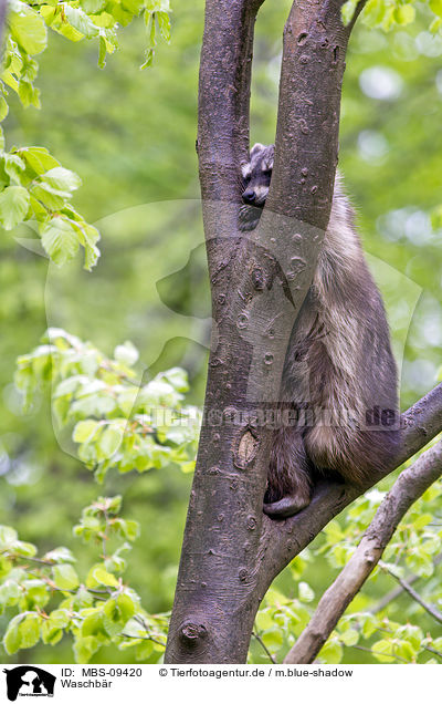 Waschbr / northern raccoon / MBS-09420