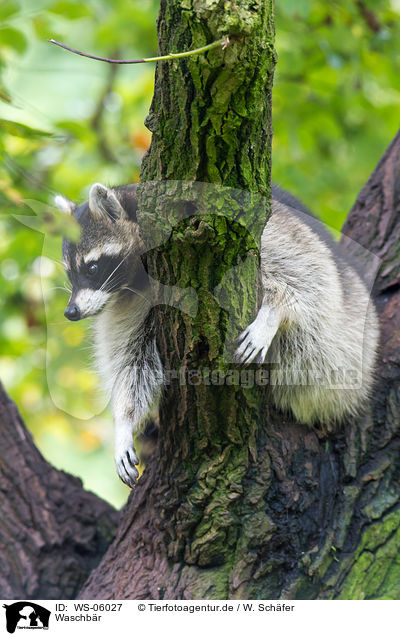 Waschbr / northern raccoon / WS-06027