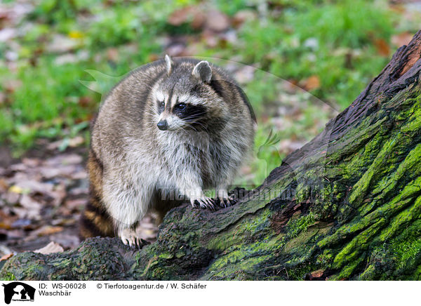 Waschbr / northern raccoon / WS-06028