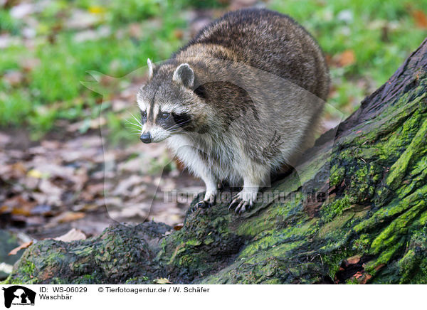 Waschbr / northern raccoon / WS-06029