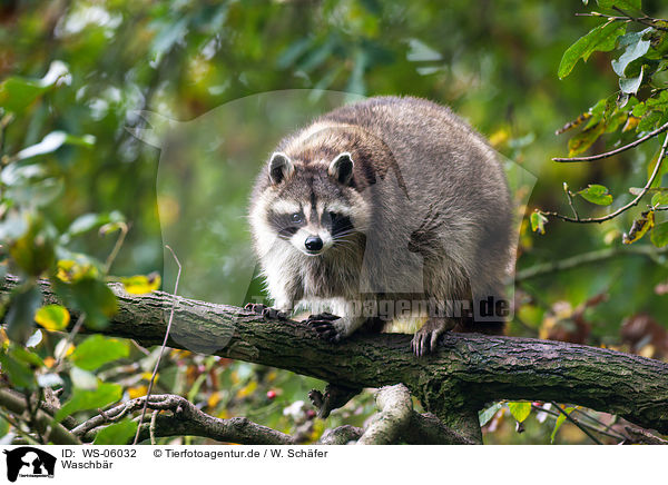 Waschbr / northern raccoon / WS-06032