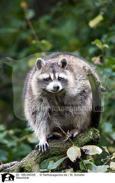 Waschbr / northern raccoon / WS-06036