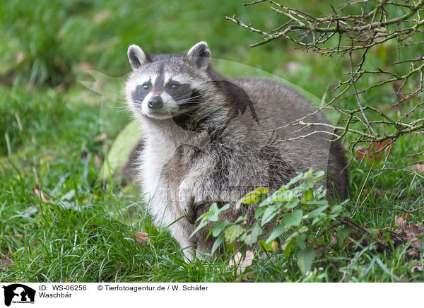 Waschbr / northern raccoon / WS-06256