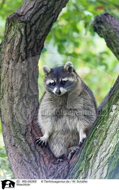 Waschbr / northern raccoon / WS-06269