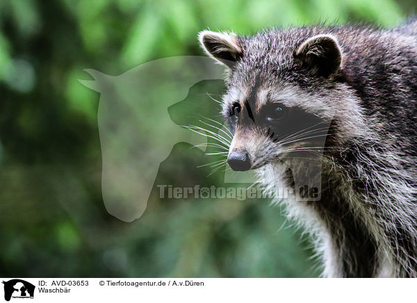 Waschbr / northern raccoon / AVD-03653