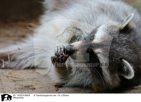Waschbr / northern raccoon / AVD-03665