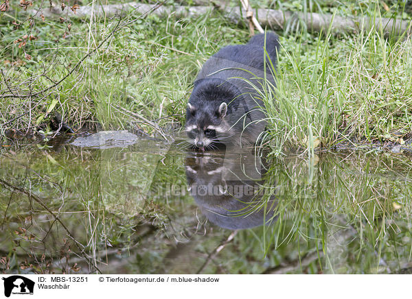 Waschbr / northern raccoon / MBS-13251