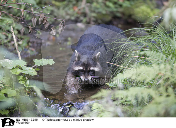 Waschbr / northern raccoon / MBS-13255