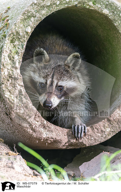 Waschbr / northern raccoon / WS-07079