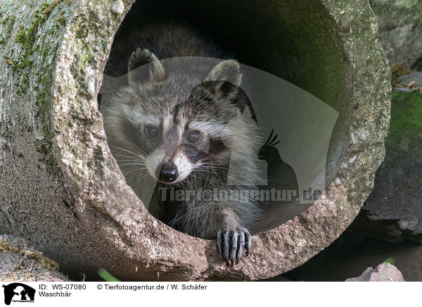 Waschbr / northern raccoon / WS-07080