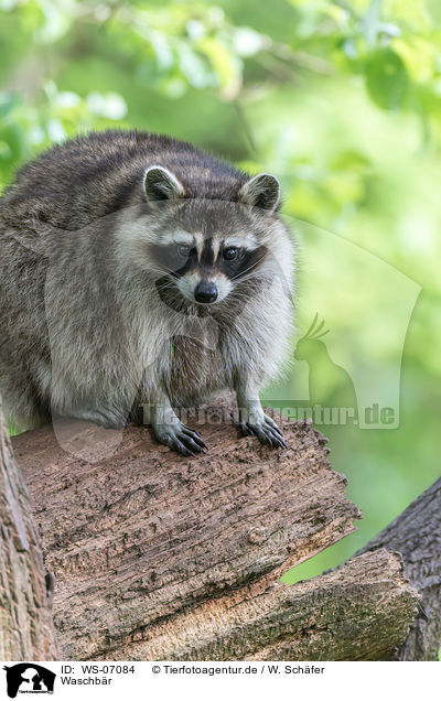 Waschbr / northern raccoon / WS-07084