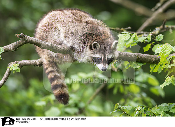 Waschbr / northern raccoon / WS-07085