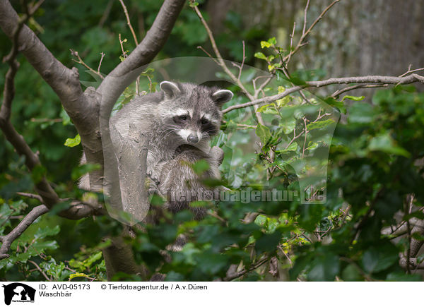 Waschbr / northern raccoon / AVD-05173