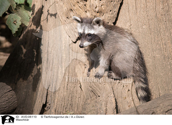 Waschbr / racoon / AVD-06110