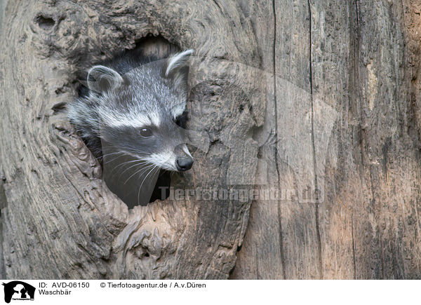 Waschbr / racoon / AVD-06150