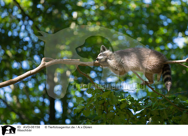 Waschbr / racoon / AVD-06158