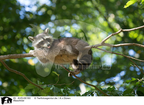 Waschbr / racoon / AVD-06160
