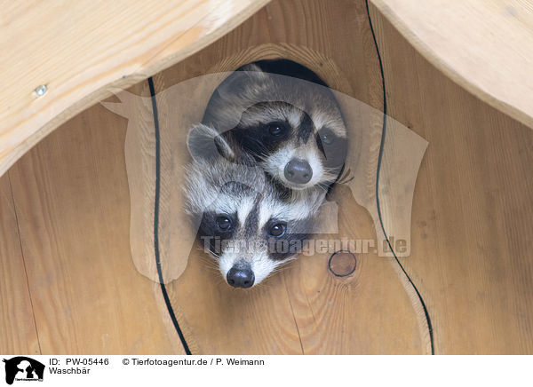 Waschbr / raccoon / PW-05446