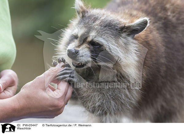 Waschbr / raccoon / PW-05447