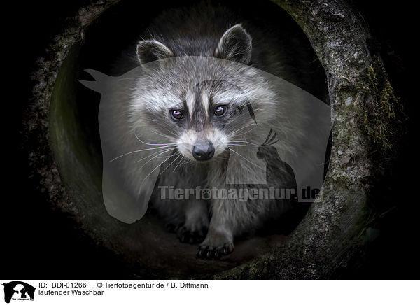laufender Waschbr / walking Raccoon / BDI-01266