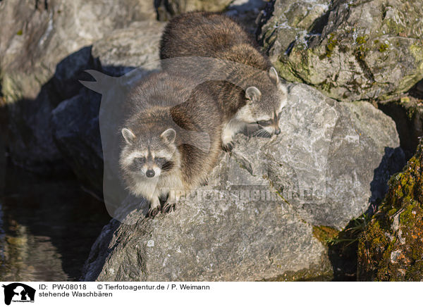 stehende Waschbren / standing Raccoons / PW-08018