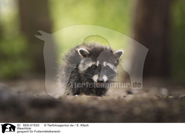 Waschbr / Raccoon / SEK-01520