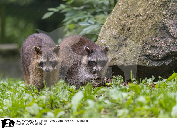 stehende Waschbren / standing Raccoons / PW-09063
