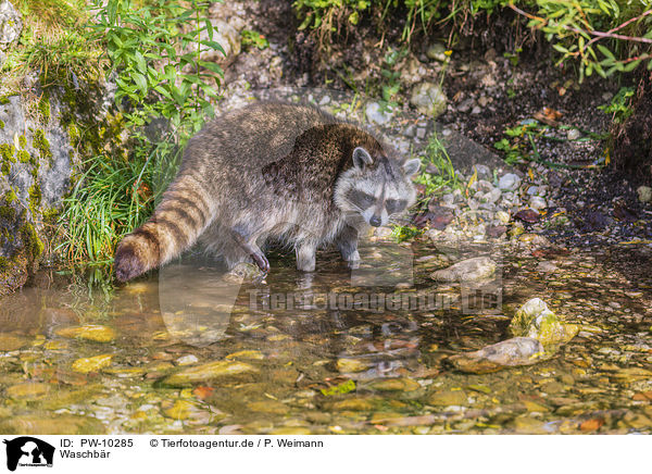 Waschbr / raccoon / PW-10285